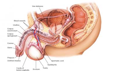 Tinh hoàn bị thòng có nguy hiểm không?