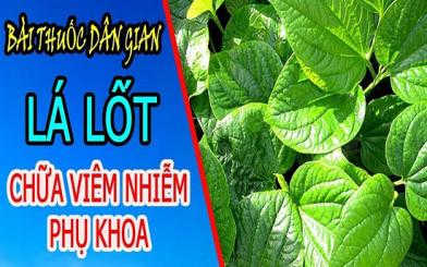 Mẹo chữa bệnh: Lá lốt chữa bệnh phụ khoa