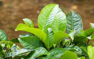 Lá trà xanh rửa vùng kín có an toàn và hiệu quả?