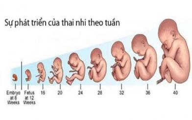 Giúp mẹ nhận biết dấu hiệu thai 5 tuần phát triển bình thường