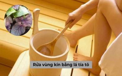 Rửa vùng kín bằng lá tía tô có tác dụng gì? Cách thực hiện hiệu quả