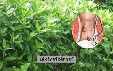 Giải đáp: Thực hư việc lá cây trị bệnh trĩ an toàn?