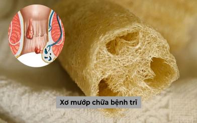 Mẹo dùng xơ mướp chữa bệnh trĩ có hiệu quả thật hay không?
