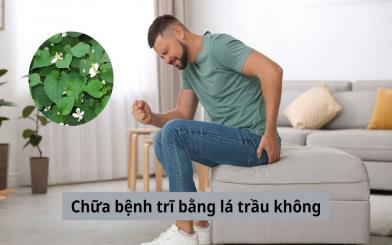 Chữa bệnh trĩ bằng lá trầu không có hiệu quả không? [Kiểm chứng]