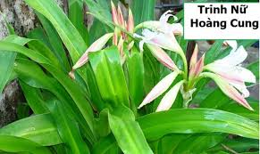 Top các phương pháp chữa viêm lộ tuyến cổ tử cung hiệu quả, an toàn