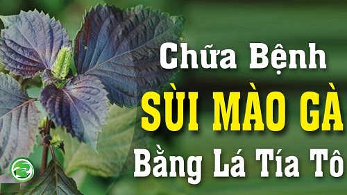 Chữa bệnh sùi mào gà bằng lá tía tô