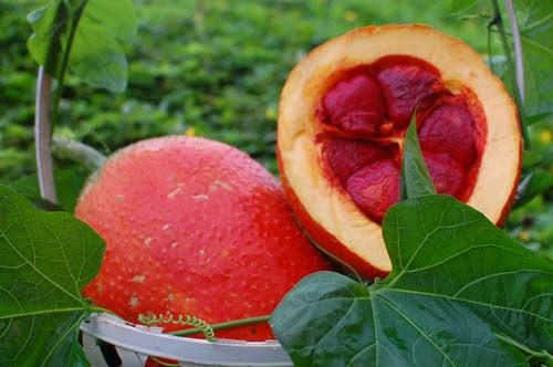 Chữa bệnh trĩ bằng hạt gấc