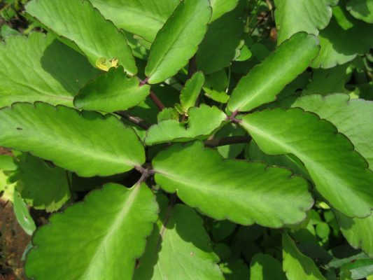 Chữa bệnh trĩ bằng lá bỏng
