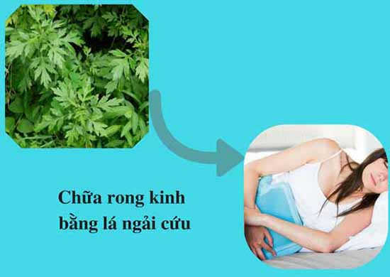 Chữa rong kinh bằng ngải cứu