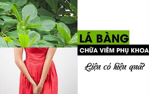 Chữa viêm nhiễm phụ khoa bằng lá bàng có mang lại hiệu quả?