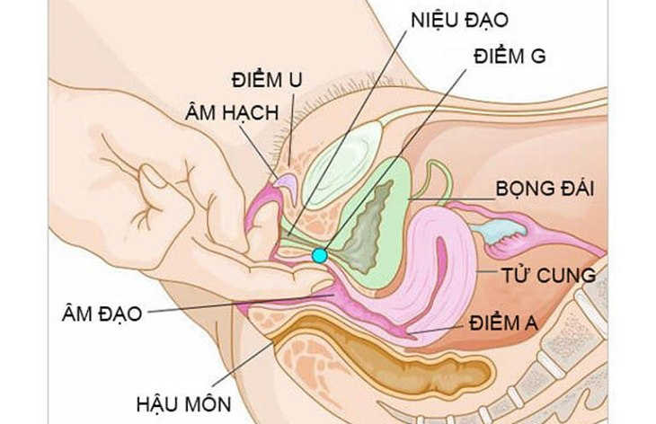 Tìm hiểu về điểm G và màng trinh