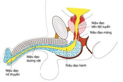 Hẹp niệu đạo ở nam giới