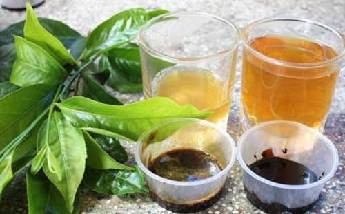 Không uống cao trăn với nước chè đặc