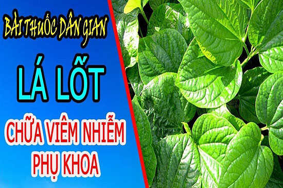 Lá lốt chữa bệnh phụ khoa