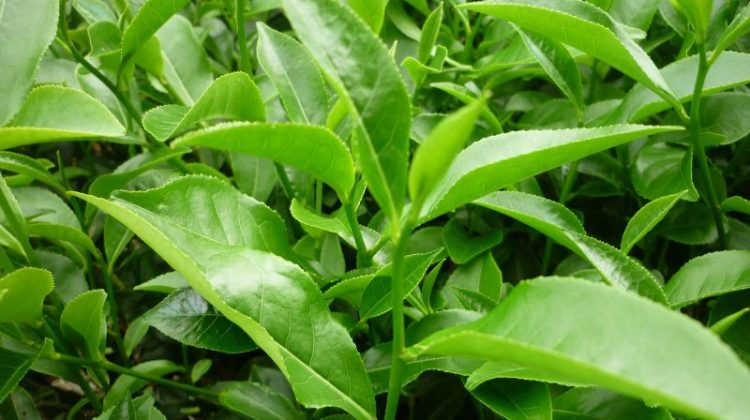 Top các phương pháp chữa viêm lộ tuyến cổ tử cung hiệu quả, an toàn