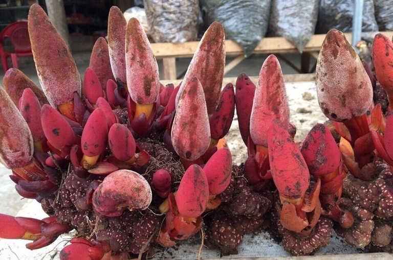 Nấm ngọc cẩu trị liệt dương