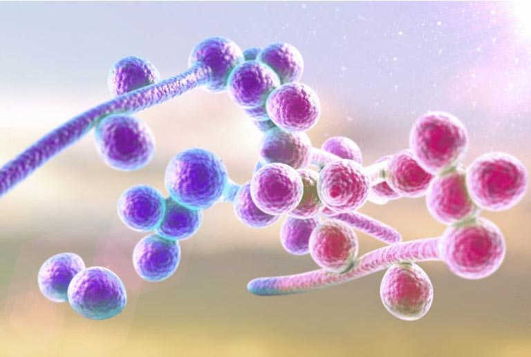 Viêm bao quy đầu do nhiễm khuẩn Candida albicans