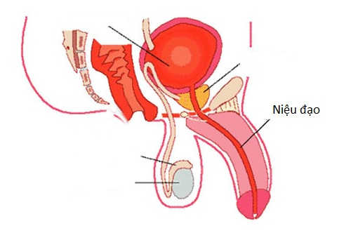 Niệu đạo