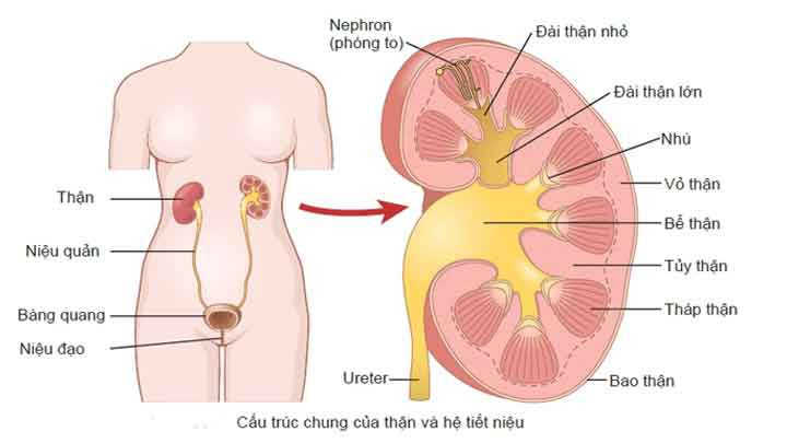 Phòng tránh viêm tiết niệu ở trẻ em như thế nào?