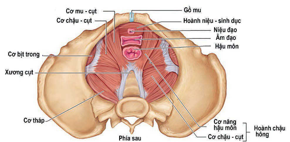 Rối loạn chức năng cơ sàn chậu