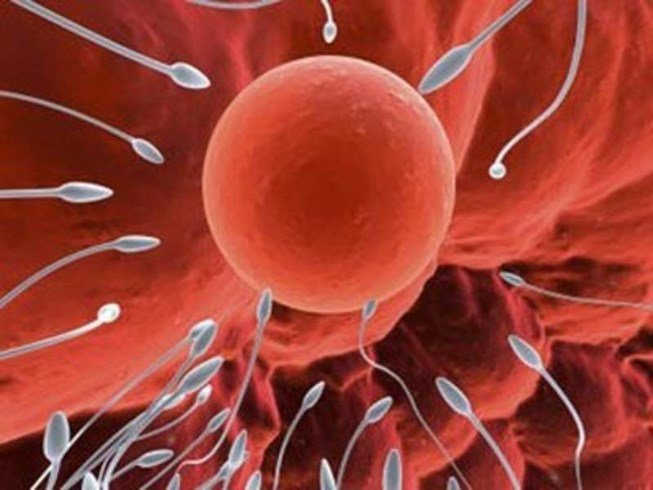Sự thụ tinh và thụ thai là gì? 