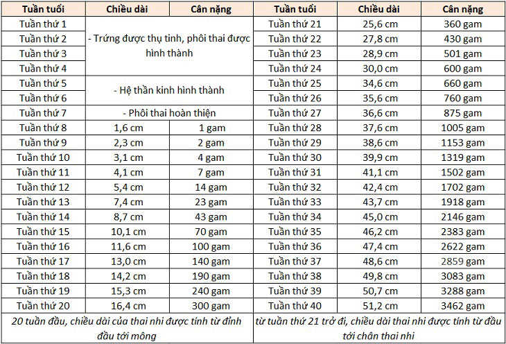 Thai nhi có chỉ số phát triển bình thường