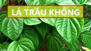 Top các phương pháp chữa viêm lộ tuyến cổ tử cung hiệu quả, an toàn