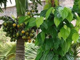 Phương pháp chữa trĩ không đau nhanh khỏi nhiều người áp dụng thành công