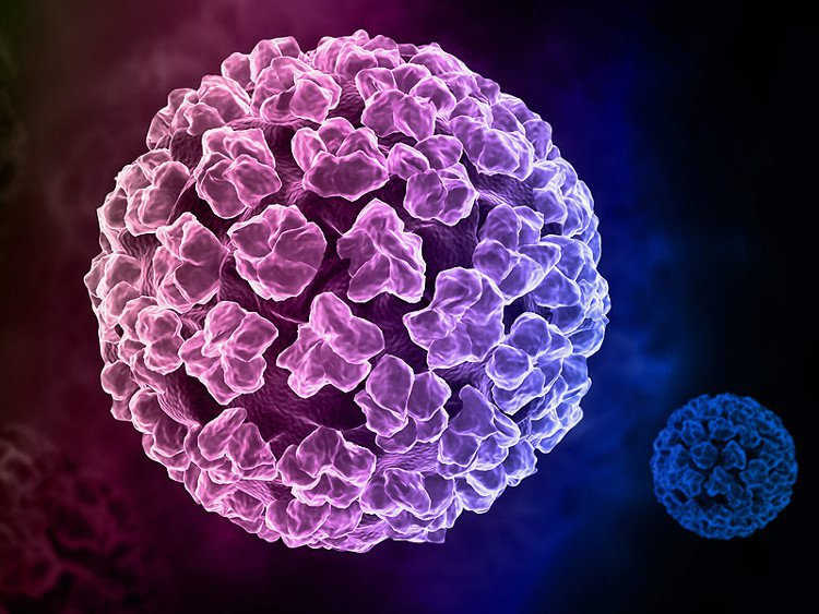 Virus HPV