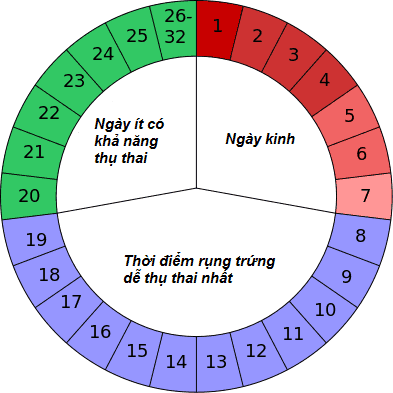 Xác định đúng ngày rụng trứng